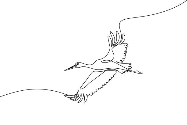 Stork flying Stork flying in the sky in continuous line art drawing. Stork bird in flight black linear sketch isolated on white background. Vector illustration continuous line drawing bird stock illustrations