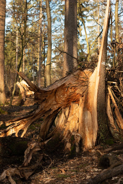 istock Split large tree trunk in the forest after heavy storm. Day time, sunlight, close up, no people 1370492326