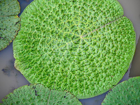 Green water plants leaves in a lake unique natural photo