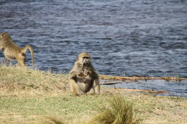 Chacma baboons live around Africa. They live in grate families. Food is  what he can find, insects, plants, eggs from birds and so on. This foto was nearby the KwandoRiver.