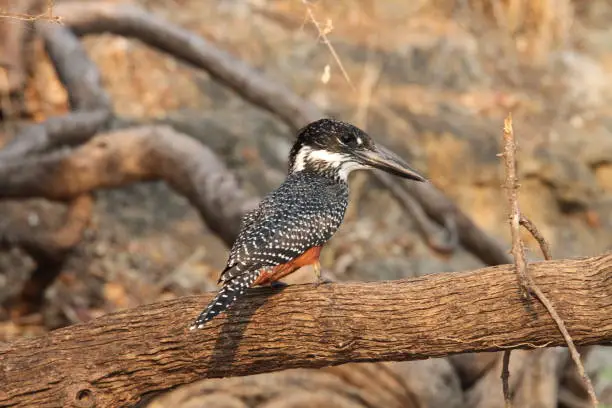 River Kwando: The kingfisher sits in wait on its branch above the water and watches ist prey.