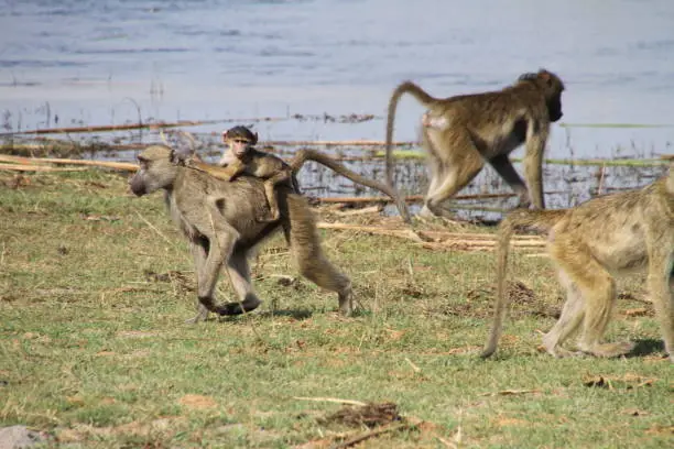 Chacma baboons live around Africa. They live in grate families. Food is  what he can find, insects, plants, eggs from birds and so on. This foto was nearby the KwandoRiver. They protect her babies very intensiv, alone or in the group. To take a good foto is somtimes not so easy.