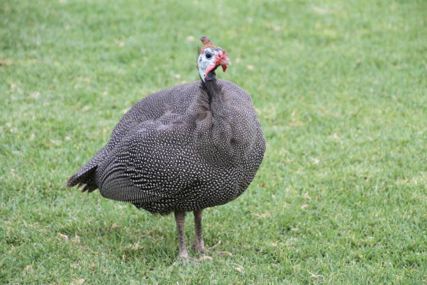 istock Helmeted-Guineafowl 1370494131