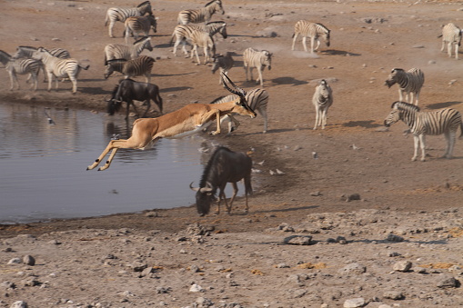 Etoscha, Waterhole: The impala flees excitedly with a huge leap away from the waterhole. To protect her own live is important.\nThe foto expresses a lot of  dynamic.