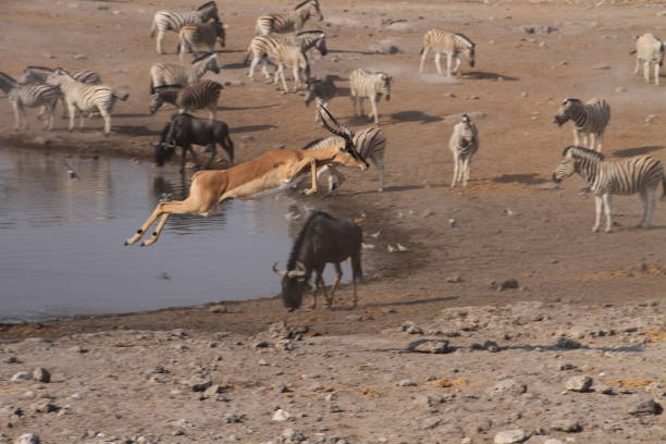 Impala Action Etoscha, Waterhole: The impala flees excitedly with a huge leap away from the waterhole. To protect her own live is important.
The foto expresses a lot of  dynamic. impala stock pictures, royalty-free photos & images