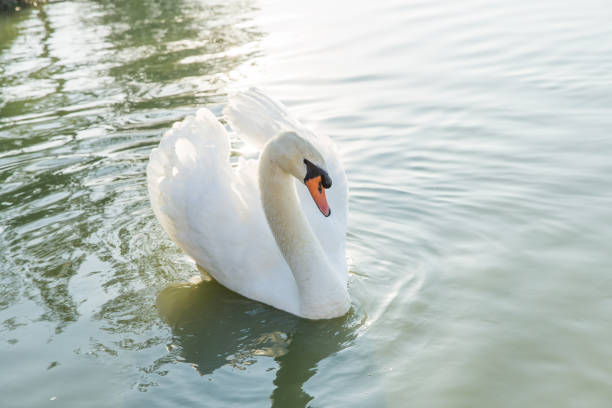 istock Big beautiful swan Floating in Water. 1370494662