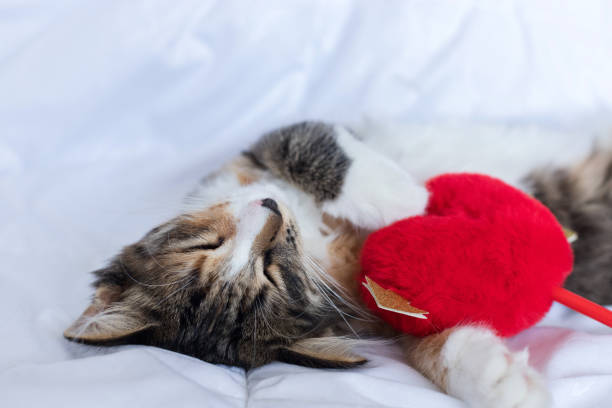 istock A sleeping, funny, kitten is lying on a white one. He holds a heart in his hands. he red, black and white. this is Love. Valentine's day. 1370494892