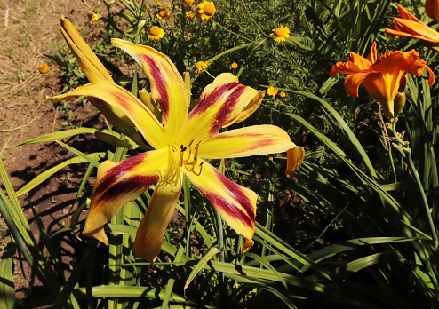 Free Wheelin. Luxury flower daylily in the garden close-up. The daylily is a flowering plant in the genus Hemerocallis, edible flower.