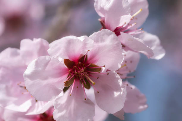 istock Macro shot of an almond blossom 1370497709