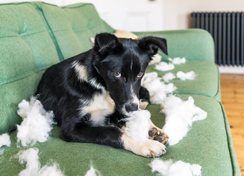 A border collie puppy caught pulling a cushion apart on the sofa.