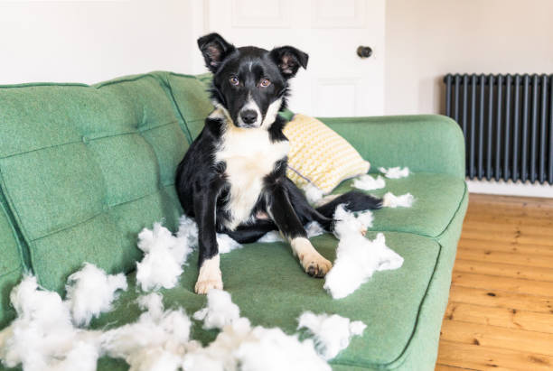 Naughty but cute puppy A border collie trying not to look guilty after tearing the stuffing of of a cushion. destruction stock pictures, royalty-free photos & images