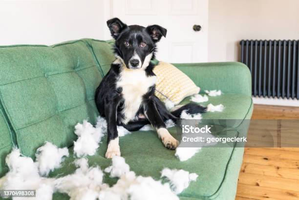 Naughty But Cute Puppy Stock Photo - Download Image Now - Dog, Anxiety, Mischief