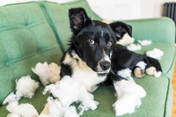 istock Puppy at home with cushion stuffing 1370498331