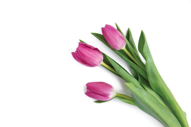 istock Bouquet of pink tulips on a white background 1370498333