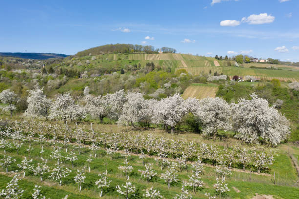 istock Flowering cherry trees near Wiesbaden / Germany 1370498850