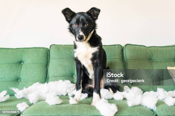 Border Collie Naughtyness Stock Photo - Download Image Now - Dog, Biting, Pillow