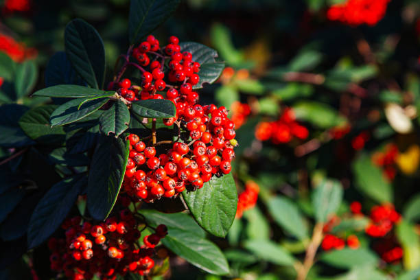 istock Red berries hang on the branches in clusters. 1370498998