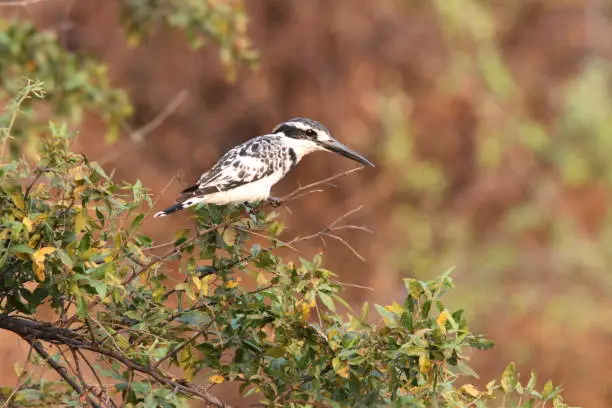 Caprivi KwandoRiver: The pied kingfisher observes its prey in the water from the branch above the water surface.