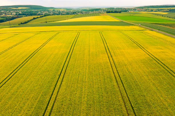 istock A bird`s eye view of rapeseed field 1370499332