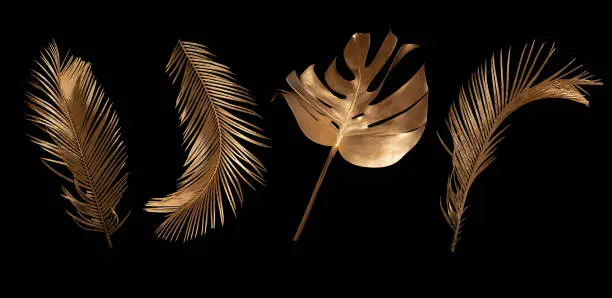 Photo of Tropical leaves gold and black, can be used as background(Monstera,palm,coconut)fernclipping path