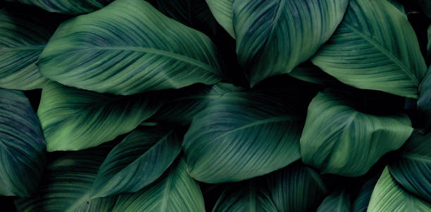 istock abstract green leaf texture, nature background, tropical leaf thailand 1370501080