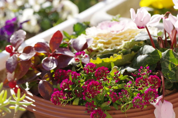 istock Winter group planting in the garden 1370501505