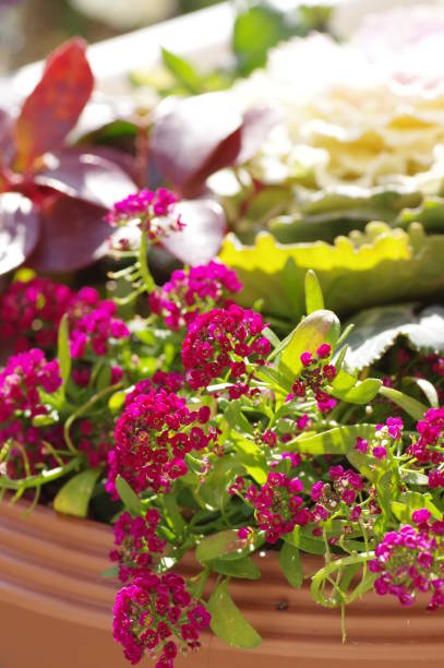 istock Winter group planting in the garden 1370501511
