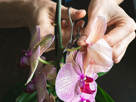 Pruning damaged orchid flowers with scissors. Home gardening, orchid breeding. Dry deep purple flower. Insects, pests of indoor plants, death of orchids, close up.