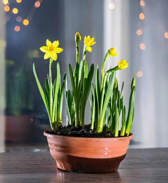 istock Blooming daffodils in a flower pot on a windowsill on a dark background with bokeh 1370502639