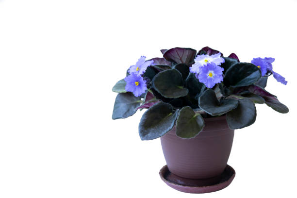 istock Saintpaulia (African violet) in a pot, isolate on white background with copy space. Home flowers, hobby. 1370503682