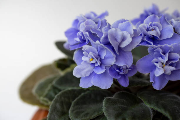 istock Saintpaulia (African violet) in a pot. Home flowers, hobby. 1370503715