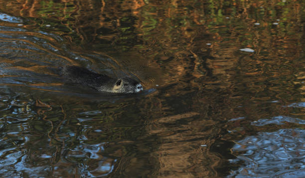 istock Nutria rodent swimming in a river 1370504400