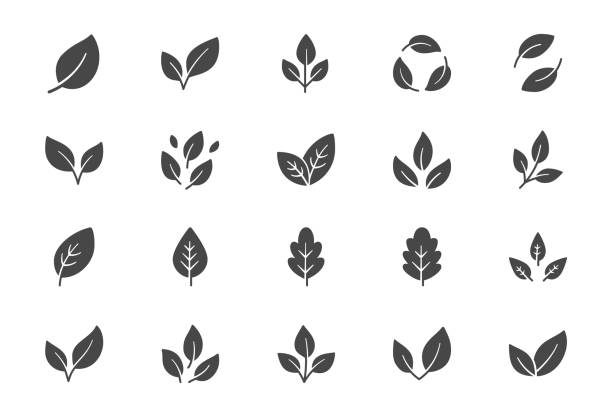 leaf flat icons. vector illustration include icon - botany, herbal, ecology, bio, organic, vegetarian, eco, fresh, nature glyph silhouette pictogram for flora - vejeteryan yemekleri stock illustrations