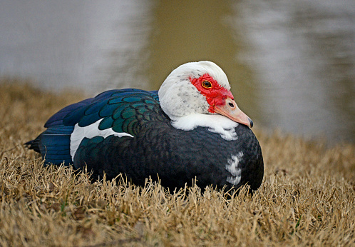 Muscovy duck with iridescent blue and green feathers sitting on nest in the grass next to a pond.