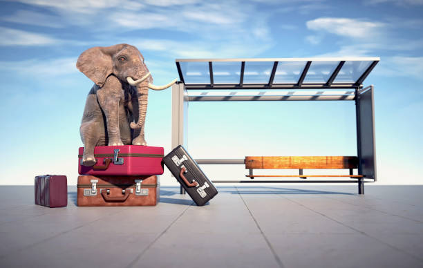 l'elefante si siede sui lugagges alla stazione degli autobus. - irony foto e immagini stock