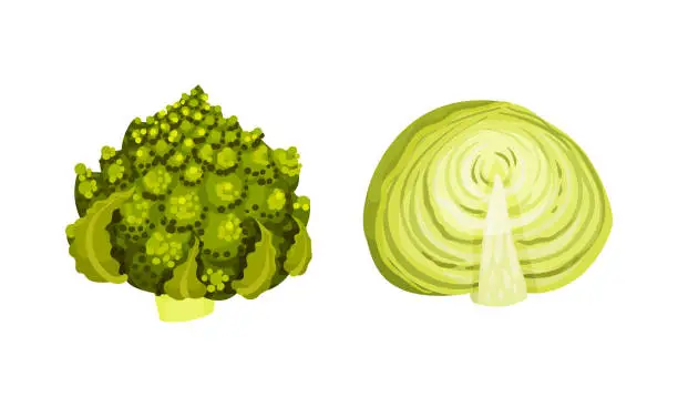 Vector illustration of Different varieties of cabbage set. Romanesco broccoli and green cabbage vector illustration