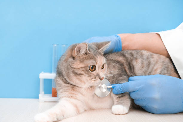 istock Veterinarian listens to a cat with a stethoscope while visiting a veterinary clinic. 1370509557