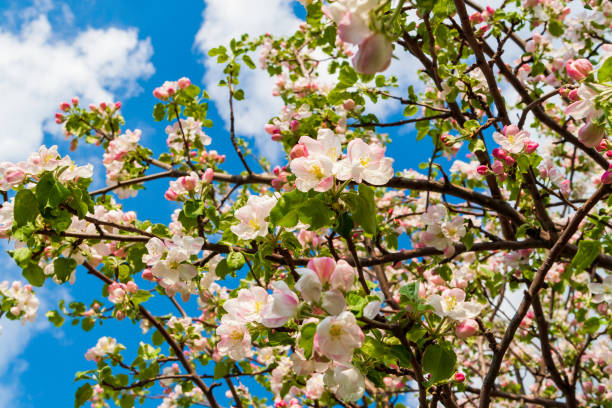 blühender apfelbaum vor dem blauen himmel. frühlingsblühender apfelbaum. - apfelbluete stock-fotos und bilder