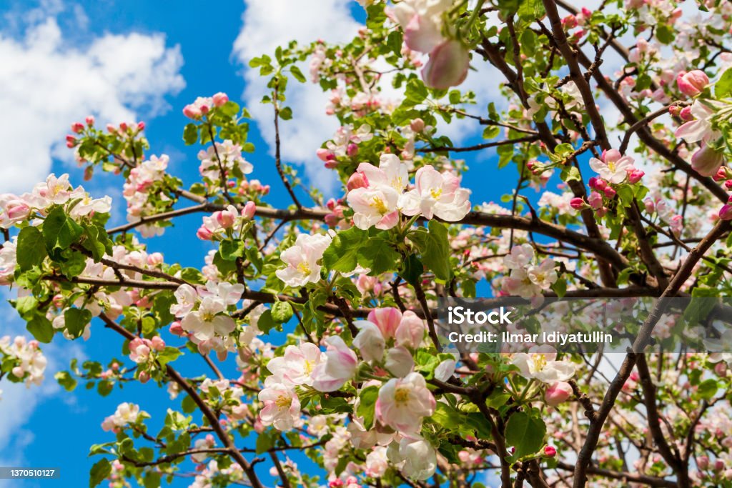 Blooming apple tree against the blue sky. Spring flowering apple tree. Spring flowering apple tree. Blooming apple tree against the blue sky. Apple Blossom Stock Photo