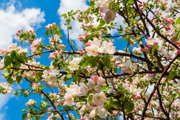 Spring flowering apple tree. Blooming apple tree against the blue sky.