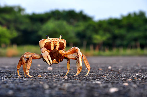 istock Pregnant crab on asphalt 137051065