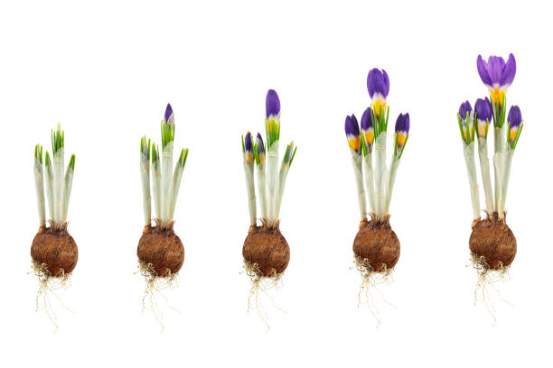 istock Three-coloured crocus from flower bulb to blooming flower isolated on white 1370510922