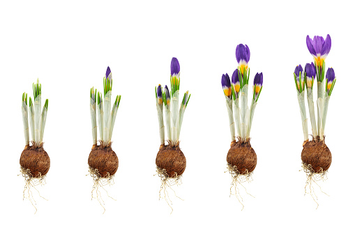 Growth stages of a three-coloured crocus from flower bulb to blooming flower isolated on a white background