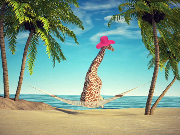 istock Giraffe relaxing at a tropical beach. 1370511542