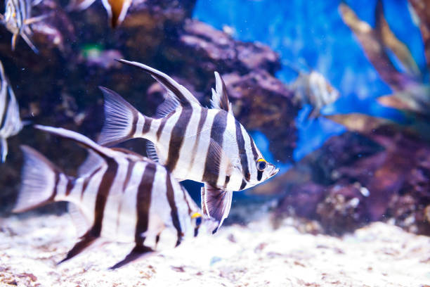 istock Exotic colored fish in the aquarium. 1370511558