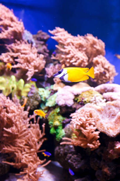 istock Exotic colored fish in the aquarium. 1370511563