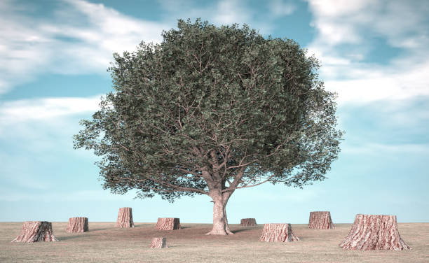istock Tree in the middle of multiple cutted trees. 1370511646