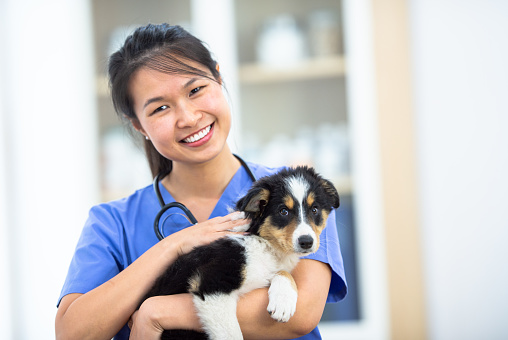 A female Veterinarian of Asian decent, holds a multi-colored puppy in her arms as she prepares to give him a check-up.  She is wearing blue scrubs and has a stethoscope around her neck as she smiles at the camera.