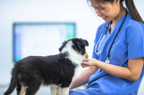 istock Meeting the Veterinarian 1370513739