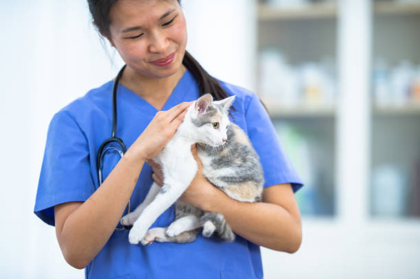 istock Veterinarian Holding a Kitten 1370513740